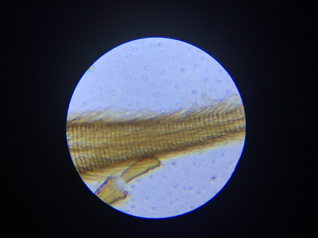 The proboscis of a honey bee